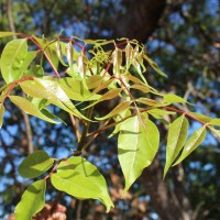 Commiphora caudata (Wight & Arn.) Engl.